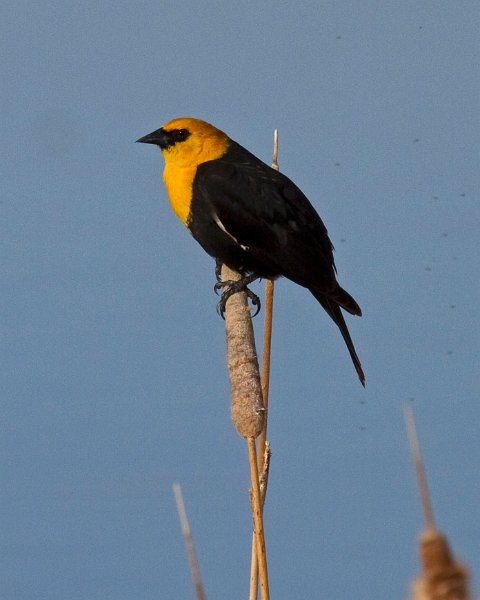 YHBlackbird-0003