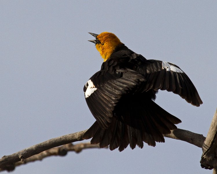 YHBlackbird-0006
