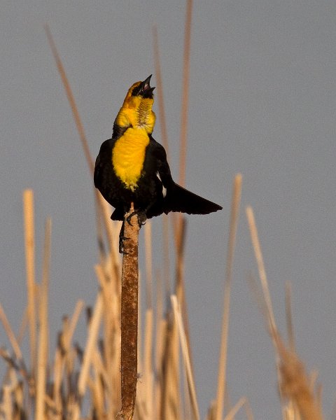 YHBlackbird-0008