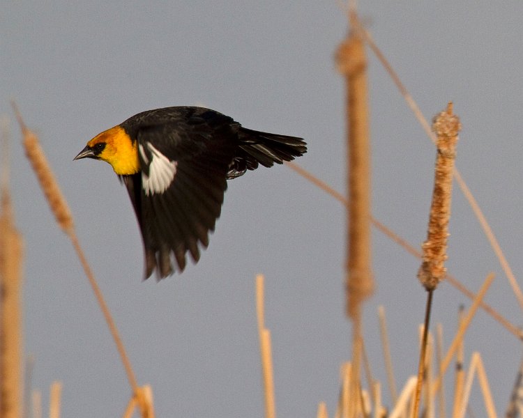 YHBlackbird-0009