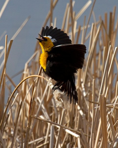 YHBlackbird-0011