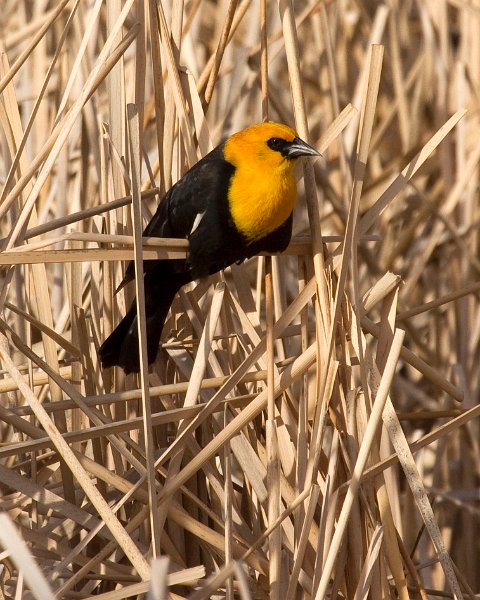 YHBlackbird-0012