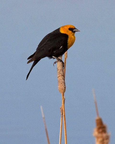 YHBlackbird-0015