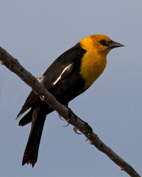 YHBlackbird-0019