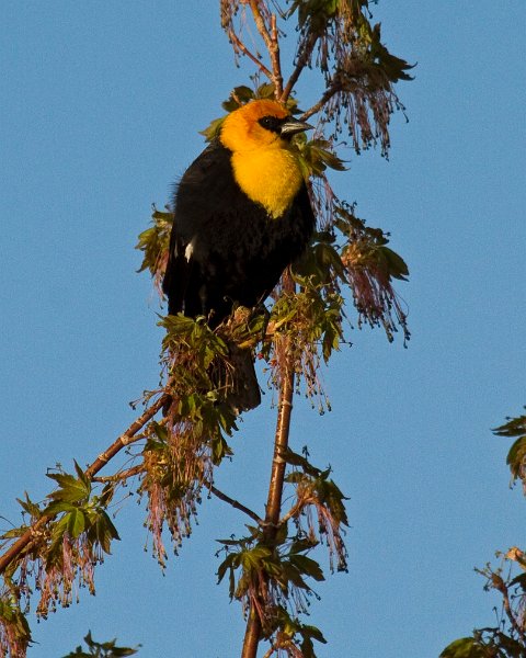 YHBlackbird-0021