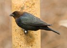 BHCowbird-0003.jpg