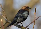 BHCowbird-0006.jpg
