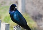 BTGrackle-0001.jpg