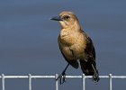 BTGrackle-0002.jpg