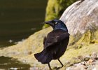 ComGrackle-0005.jpg