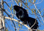 GTGrackle-0001.jpg