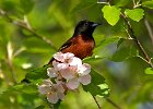 OrchOriole-0002.jpg