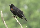 RWBlackbird-0024.jpg