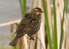 RWBlackbird-0028.jpg