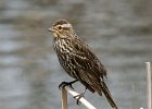 RWBlackbird-0031.jpg