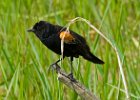 RWBlackbird-0032.jpg