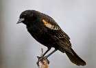 RWBlackbird-0033.jpg