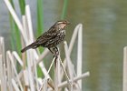 RWBlackbird-0034.jpg