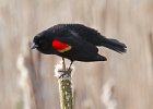 RWBlackbird-0035.jpg