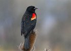 RWBlackbird-0036.jpg