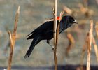 RWBlackbird-0037.jpg