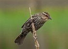 RWBlackbird-0039.jpg