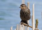 RWBlackbird-0040.jpg