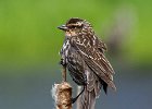 RWBlackbird-0041.jpg
