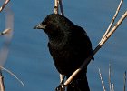RWBlackbird-0046.jpg