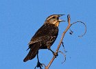 RWBlackbird-0047.jpg