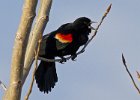 RWBlackbird-0048.jpg