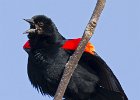 RWBlackbird-0049.jpg