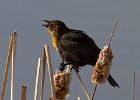 YHBlackbird-0001.jpg