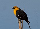 YHBlackbird-0003.jpg