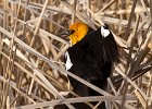 YHBlackbird-0004.jpg