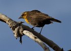 YHBlackbird-0005.jpg