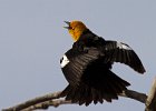 YHBlackbird-0006.jpg