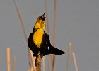 YHBlackbird-0008.jpg
