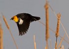 YHBlackbird-0009.jpg