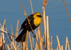 YHBlackbird-0010.jpg