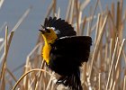 YHBlackbird-0011.jpg