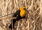 YHBlackbird-0012.jpg