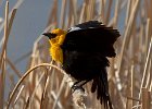 YHBlackbird-0014.jpg