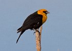 YHBlackbird-0015.jpg