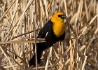 YHBlackbird-0016.jpg