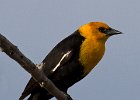 YHBlackbird-0019.jpg