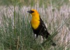 YHBlackbird-0020.jpg