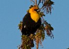 YHBlackbird-0021.jpg