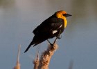 YHBlackbird-0022.jpg