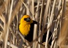 YHBlackbird-0023.jpg